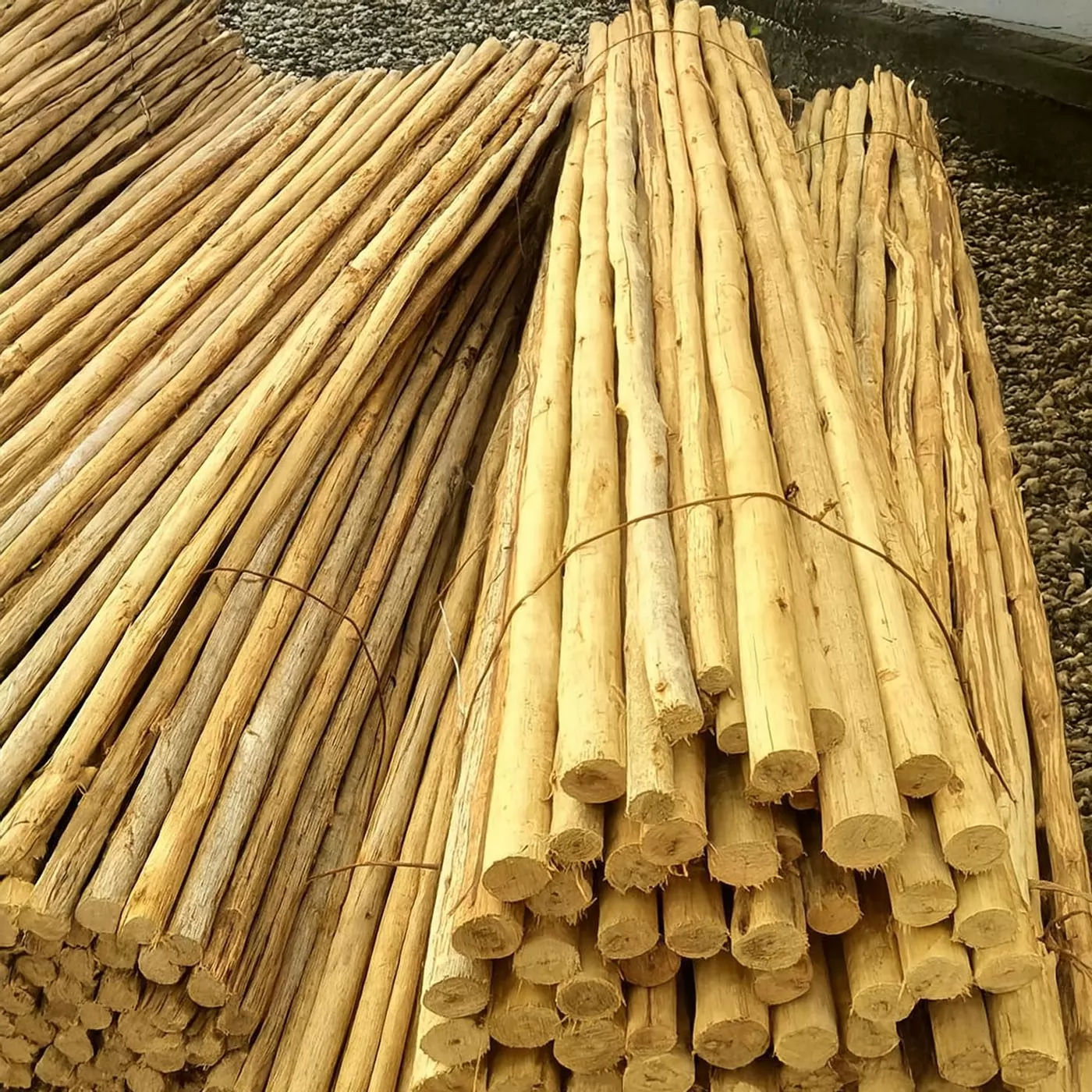 Biribas de 02 a 04 cm de Diâmetro