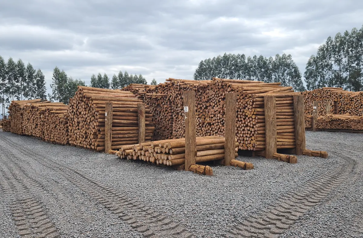 Eucalipto tratado em Rio Branco - Acre