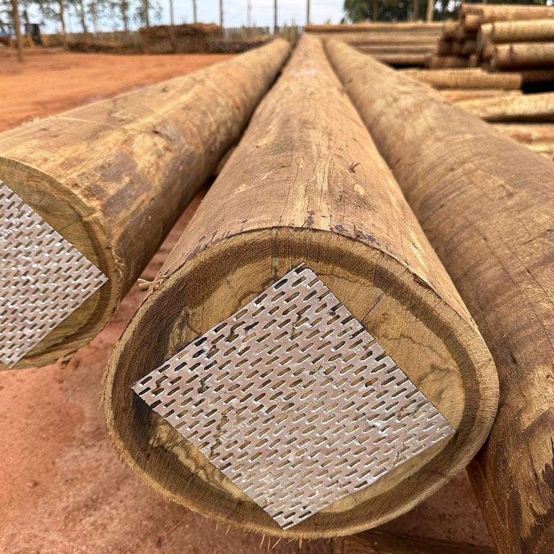 Eucalipto Cloeziana: madeira estrutural de alta performance