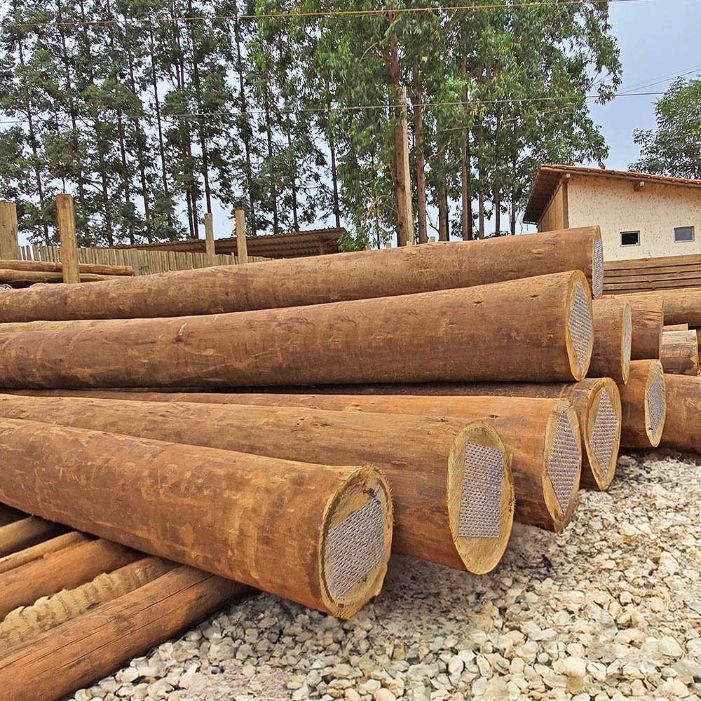 Eucalipto Tratado de Capelinha - MG